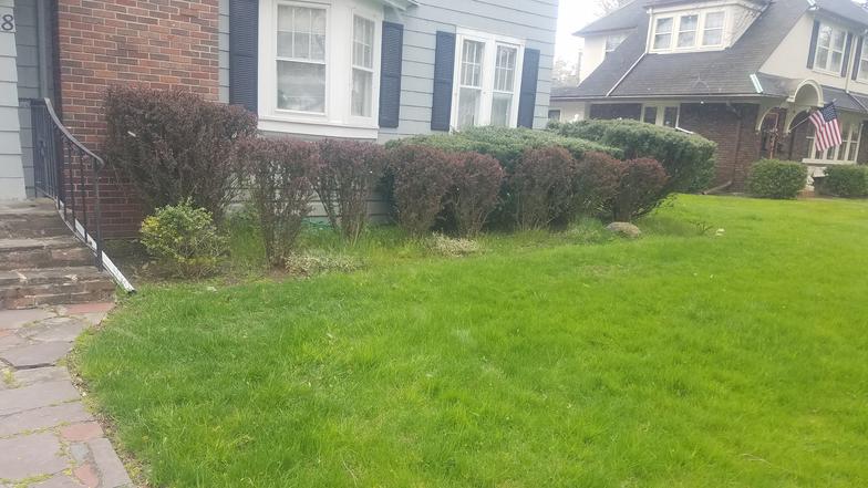 Garden Tear‑out – Before