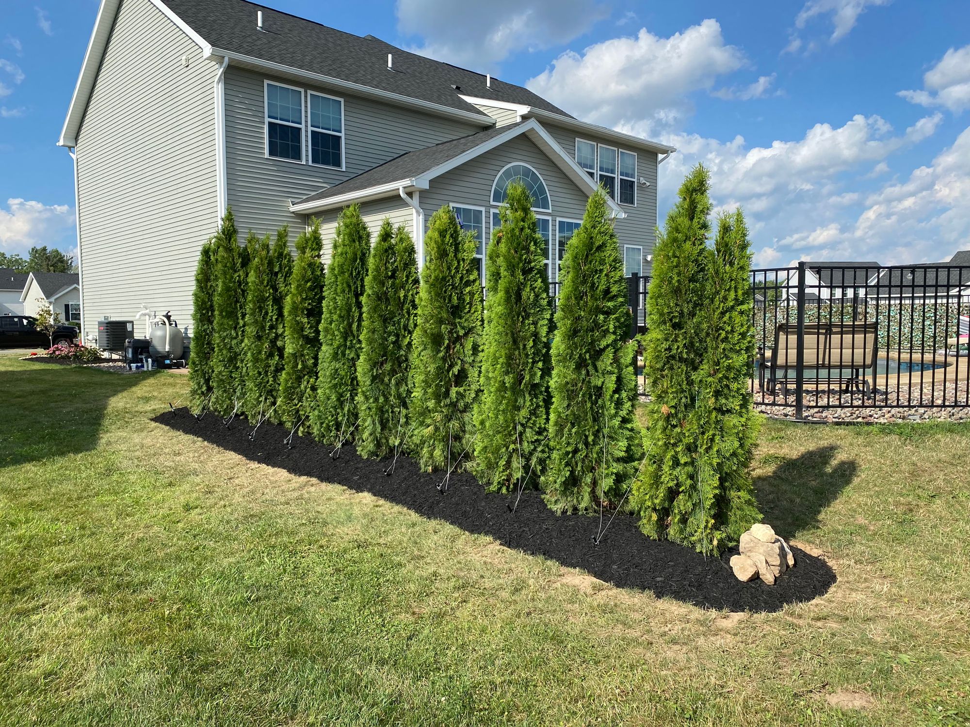Arborvitae – After