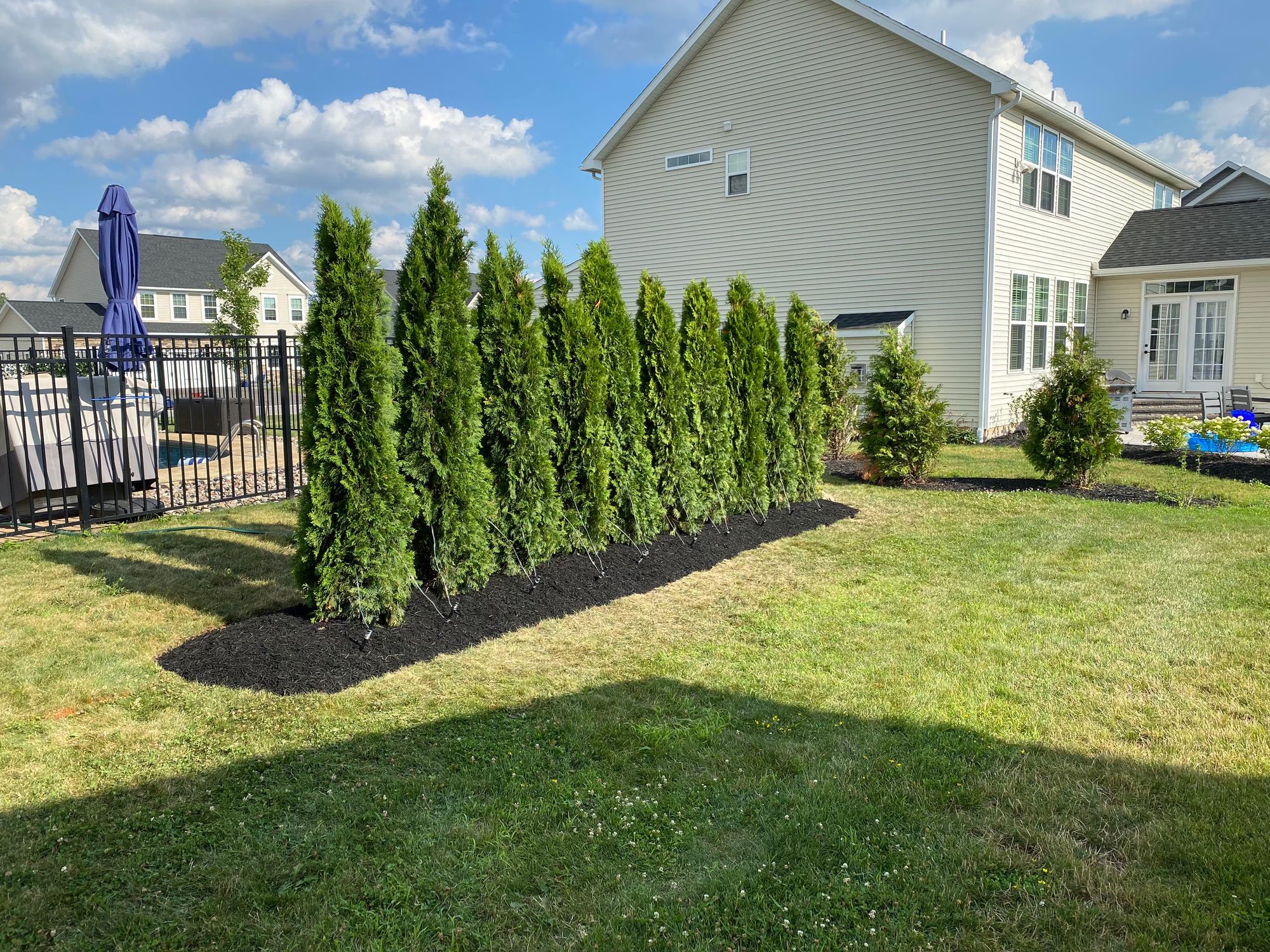 Arborvitae – After