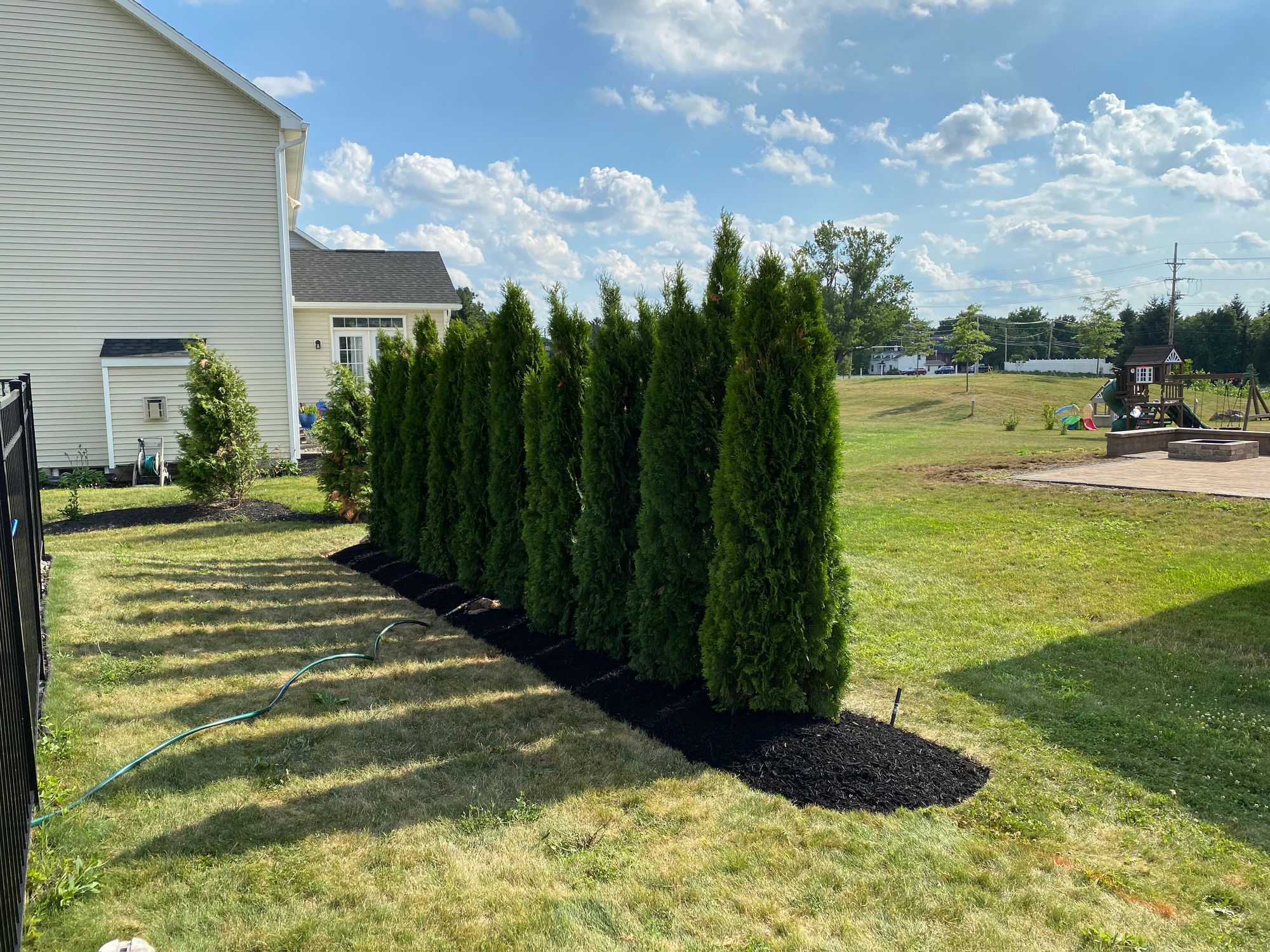 Arborvitae – After